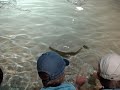 Killerstingray