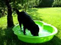 shiwa- flatcoated retriever loves water