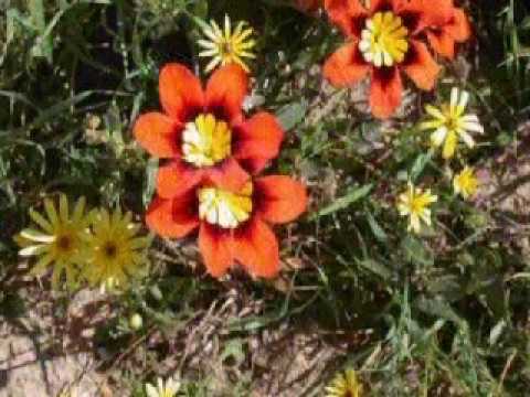 Namaqualand Travel & Tours Photo ...