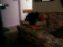 harry-potter-and-the-order-of-the-phoenix-trailer.html