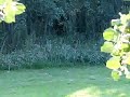 Mugjes onder de lindeboom Mugjes onder de lindeboom