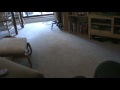 videos de Quinn Playing Fetch