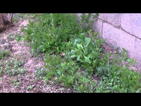 how to fertilize asian pear trees