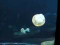 Dancing Jellyfish