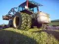 ensilage mais 2008