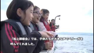 『今日のベルーガ』
