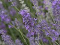 The 2006 Harvest at Young Living Lavender Farms