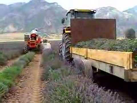 how to harvest lavender