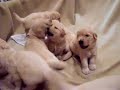 Golden Retriever Puppies Wrestling Golden Retriever Puppies Wrestling