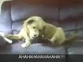 Really Funny Dog Videos