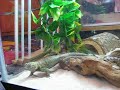 Granite Spiny Lizard Eating