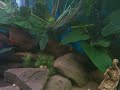 Guiltys Fish Guiltys Fish