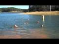 The Pillowman Plunge ( Polar Bear Swim)