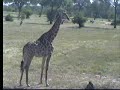 Giraffe at the waterhole 3.15.07 2.44pm Giraffe at the waterhole 3.15.07 2.44pm