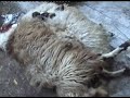 kurban nas?l kesilir kurban nas?l kesilir