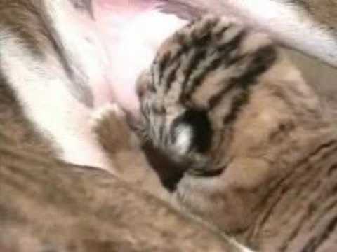 Pit Bull Tigers Aleppo - YouTube
