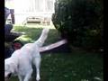 videos de shannon flys from wheelbarrow into bush