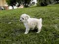 videos de Mi