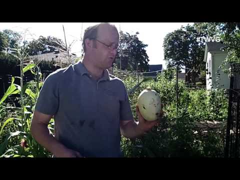 how to harvest squash