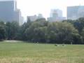 central-park-new-yor