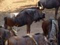 videos de Wildebees