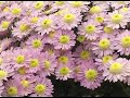 Dave Egbert The Coastal Gardener Promo 191