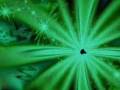 videos de Fractal Green.wmv