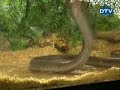 Etek altı yılan şakası