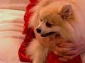lora canta para kelly