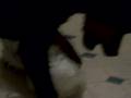 videos de Crazy Dog And Egg Nog!