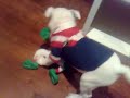 Winston eating Rabbitohs Mascot