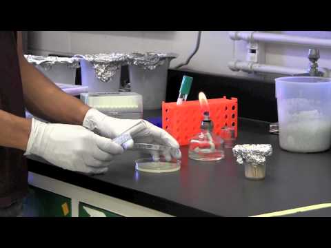 how to isolate bacteria from agar plate