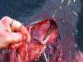 Best Cow Cesarean section done all complete here we continue to close the tissues ...►►Part 4 ◄◄