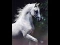 ~All The Pretty Little Ponies~ ~All The Pretty Little Ponies~