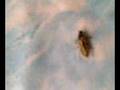 videos de bug fight spider vs super fly guess who wins???