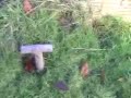 how to catch moles