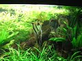 Pterophyllum scalare estableciendo jerarquia