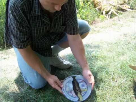 how to harvest amaranth