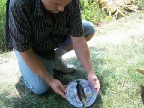 how to harvest amaranth leaves