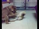 shiba inu - Yakult & Yobi