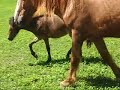 What Gait / Pumpkin Pony