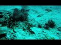 Leopard Shark - Phi Phi 1