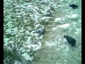 güvercin-pigeons arvnaut-kosovo güvercin-pigeons arvnaut-kosovo