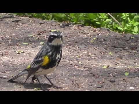 yt:stretch=16:9 - Yellow-rumped Warbler - my new friend Music by Yvalain @jamendo.com Filmed by my35Xvision.