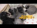 2017年3月13日 ことちゃんが生まれた日 パグの赤ちゃん