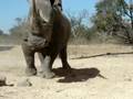 Rhino Encounter
