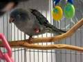 Mystic (Lineolated Parakeet) playing with her food