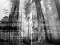 Forgotten Woods - Dimension of the Blackest Dark Forgotten Woods - Dimension of the Blackest Dark