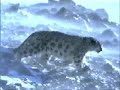 Snow leopards homeland