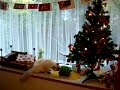 CIMG5142.AVI